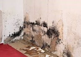 mold mold