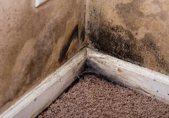 mold resi Mold on the walls and baseboard trim in the basement of a home with water leaking problems. This contributes to interior air pollution in the home, which can lead to respiratory problems.